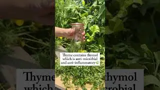This thyme & honey is the CURE I always use for my kids coughs🍯#garden #health #herbs #cold #cough