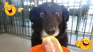 Dogs Being Over Drama Queens for Food 🤣🐶 Funniest Dogs Video 2025