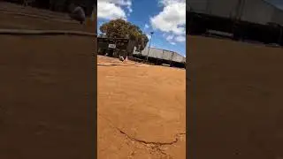 tamiya insect race, grasshoppers and hornets