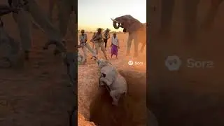 Teamwork That Saved a Life | Heartwarming Elephant Rescue #funny #rescueefforts #rescue #puppy #natu