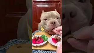 Live with a sense of ritual😜 #dogsoftiktok #fyp #dog #pet #foryou