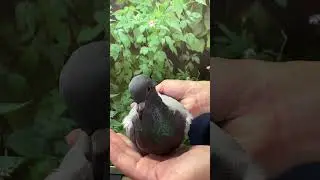 【翔鴻鴿舍首拍會】2025 127524本身2025年青田夏季五關完翔；布袋冠軍殘25羽半兄弟X青田五關冠軍直孫女