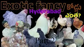 Exotic chicken in Hyderabad || mik farm ఫాన్సీ చికెన్ || phesent birds in Hyderabad || ppfarm