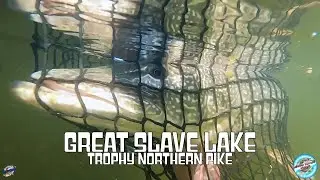 Trophy Pike V.S. Swimbait