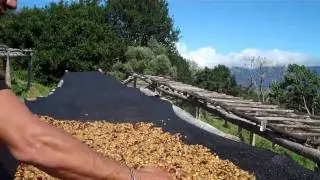 Honey Coffee Processing at Los Lajones Estate