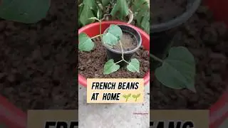 The Secret to Growing French Beans at Home #viral #shorts #organic