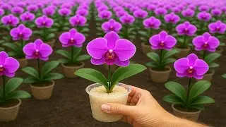 🌸Искусство выращивания орхидей с помощью риса &mdash; странный, но гениальный трюк!