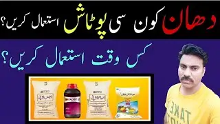How to use potash fertilizer in rice crop | When to apply potash in paddy field | Abid Ali Agrarian