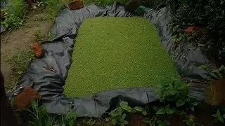 WHEN IS THE RIGHT TIME TO ADD MANURE IN YOUR AZOLLA POND #agriculture #farming