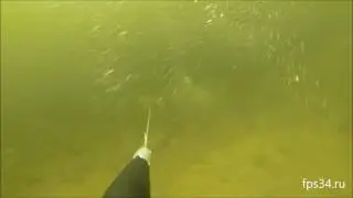 Подводная охота на Ахтубе.