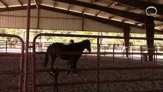 How Horses Move Through Fear — And What We Can Learn from Them