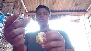 Dia de milho pros canario