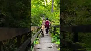 Coastal Hike with my #Dog | #oregon coast #dogsofyoutube