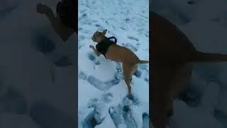The prancing pitbull playing in the snow 🌨️ #dog #snow#funny
