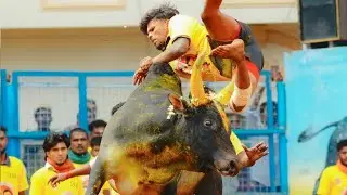 Jallikattu Videos 