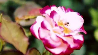 UNITED AGRI TECH 2018 PROMO | AGRI TV