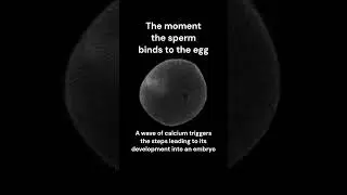 The moment a sperm touches an egg. #fertility #reproduction #fertilization