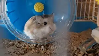 Mi hamster corriendo en la rueda (&iexcl;Que mono!) 🥰🥰