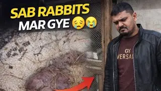 Sab Rabbits Mar Gaye 🥲😭 | Bohat Dukh Bhara Din 