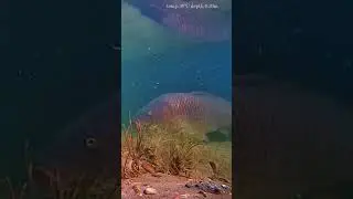 Large Carp comes close to shore. #lakefish #carp #wildlife