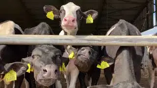 Harper Adams University's Award-Winning Future Farm