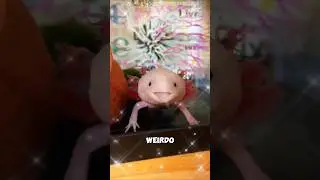 Real Life Pok&eacute;mon? Meet The Axolotl! 🔥 #MindBlowingFacts #axolotl #shorts