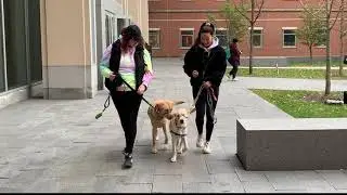 Service Dogs at Syracuse Fall 2020