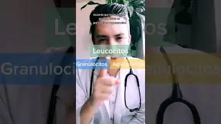 leucocitos