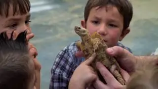 Kids Reptile Parties