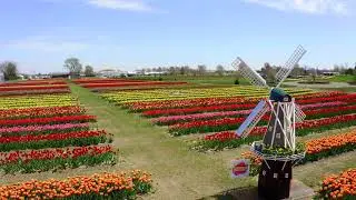 Drone Video of We Plant You Pick Tulip Festival.