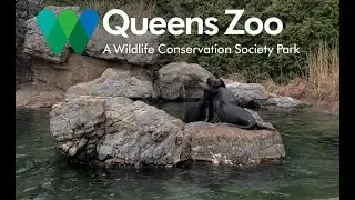 Queens Zoo Full Walking Tour New York City 2022 (Sea Lions Cuddles, Baby Bears, and more)