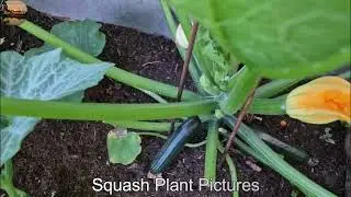 Swedish backyard garden lettuce, squash, dill (Anethum graveolens) and many other vegetables.