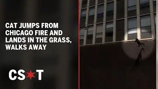 Cat jumps from Chicago building fire and lands in grass, walks away
