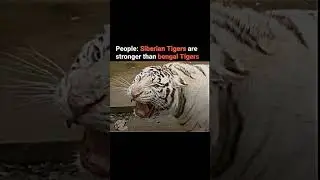 The strongest bengal tiger in the history #viral #shorts #youtube #video