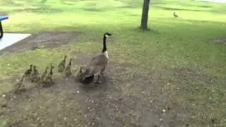 Adorables gansos beb&eacute; corriendo