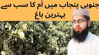 junoobi panjab Pakistan's best mango🥭 garden. aam k bagh ki sair. @Ahmar.khan.