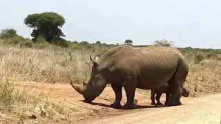 One Week Old Baby Rhino  | Wildlife | Kenya | Nirobi
