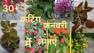 30+जनवरी में कटिंग से लगने वाले पौधे