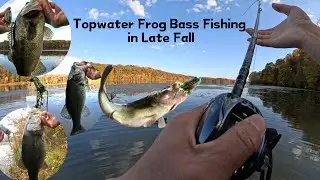 Topwater Frog Bass Fishing in Late Fall