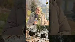 Tracker video sparks alarm over forest damage in Tangmarg.