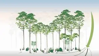 Carbon - looking beyond the trees