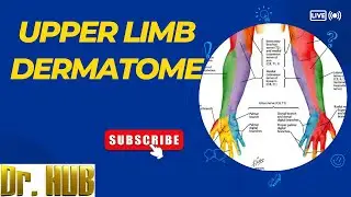 Upper limb dermatome