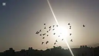 كش المخالف وتقويم المسود فيها لعيون الغوالي