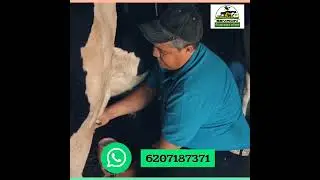 sevron milk extra magic plus