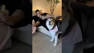 Мой хаски хитрый! 😳👀