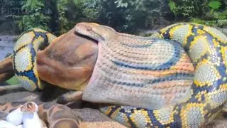 &ldquo;Giant Anaconda: Deadly Encounters, Secrets of the World&rsquo;s Largest Snake&rdquo;😱😱
