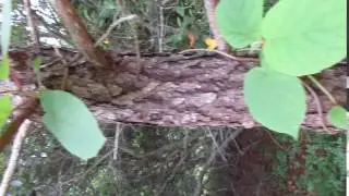 Kiwi + Pine Tree