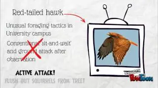 Urban bird ecology