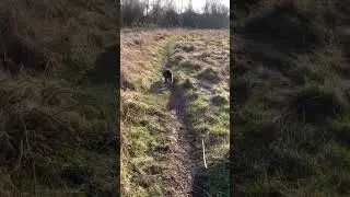 Pugapoo walk by the river