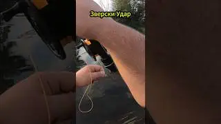 Труден риболов на кефал със суха муха | Fly Fishing 🎣  #flyfishing